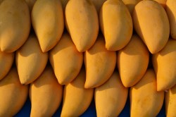 mangoes-1320111_1920